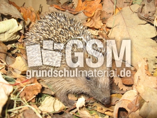 Igel_2.JPG